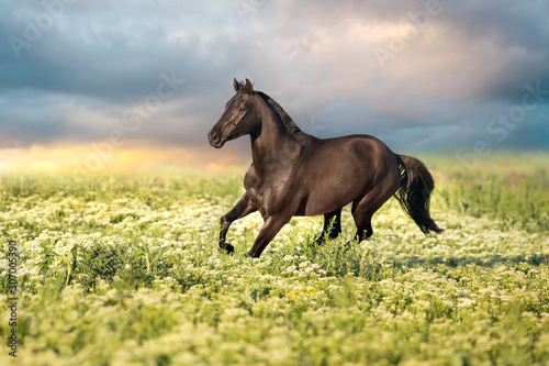 Black horse run gallop on flowers meadow