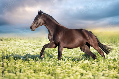 horse in field © callipso88