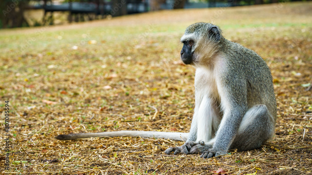 Vervet Monkey