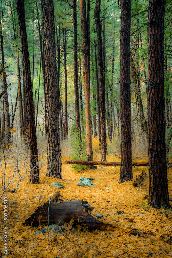 Fall for Planet Sedona Fall for Planet Sedona