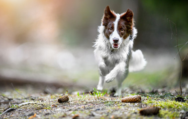 Beautiful dog border collie jump in deep forest. Fast speed run photo of happy dogs front view.