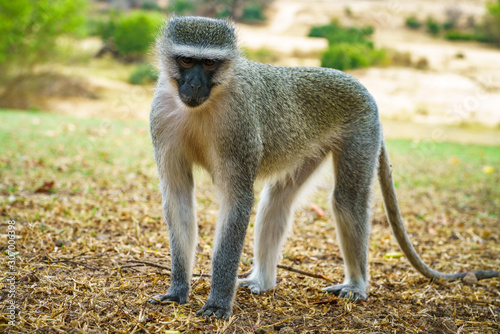 vervet monkey in kruger national park, mpumalanga, south africa 88