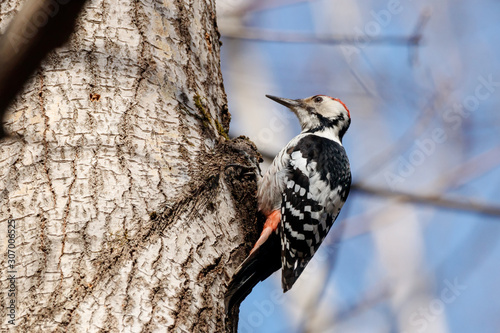 White-backed woodpecker dendrocopos leucotos male perched on tree looking for food. Cute rare forest bird in wildlife. photo