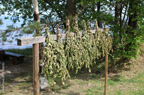 Brooms for a bath of birch branches hung for drying on the shore of the bay photo