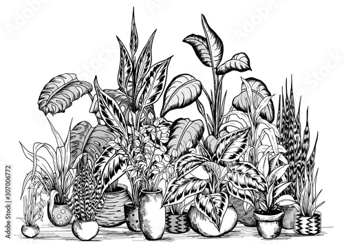 Arrangement of home plants in flowerpots. House plants concept. Black and white vector illustration.