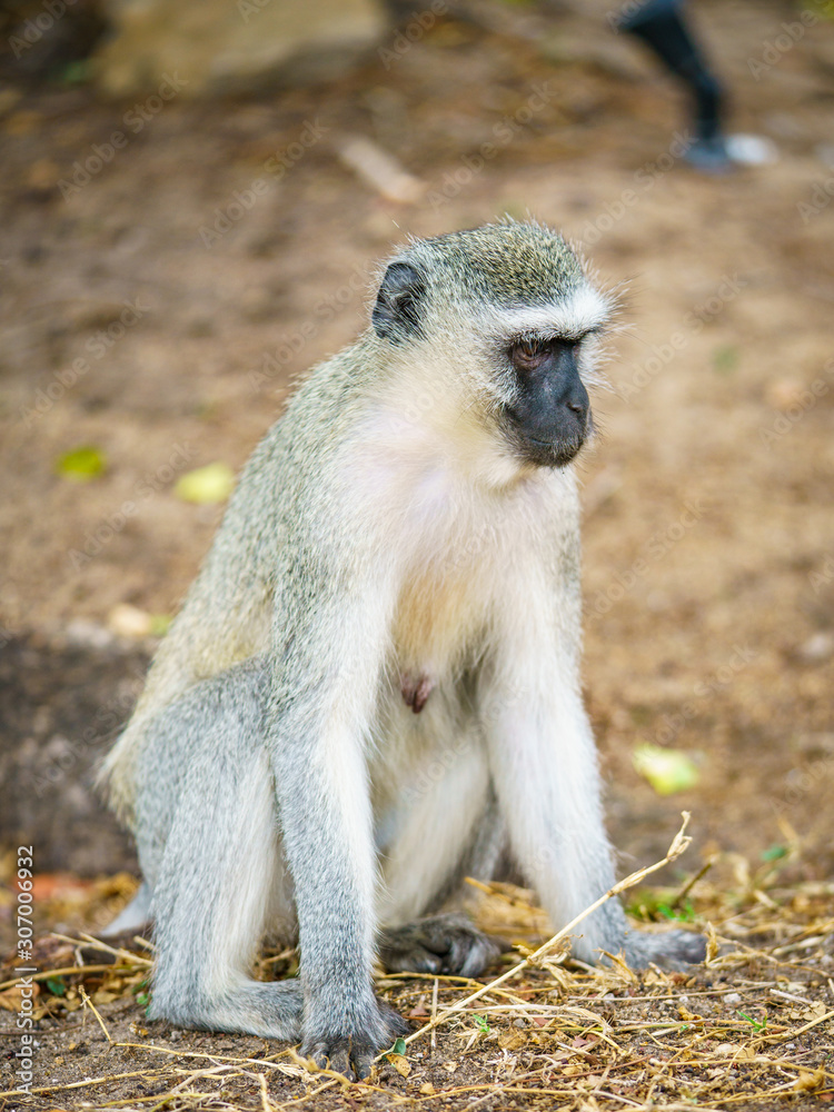 vervet monkey in kruger national park, mpumalanga, south africa 99 vervet monkey in kruger national park, mpumalanga, south africa 99