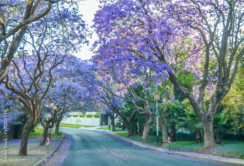 Purple blue Jacaranda mimosifolia bloom in Johannesburg streets during spring in October in South Africa © shams Faraz Amir