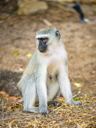 vervet monkey in kruger national park, mpumalanga, south africa 100