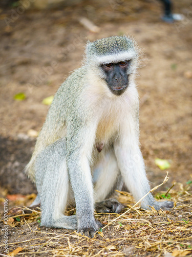 vervet monkey in kruger national park, mpumalanga, south africa 102