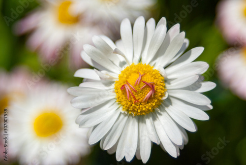 white daisy flower on a sunny bright spring day  spring mood