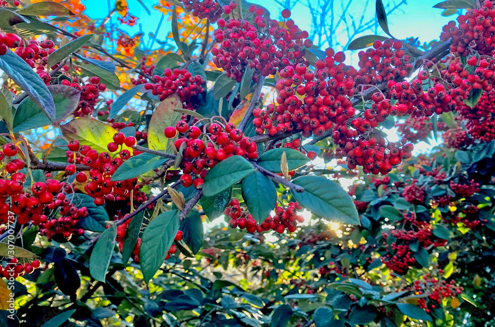Winter berry fruits