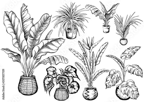 Collection of tropical house plants in decorative pots and straw baskets. Hand drawn black and white vector illustration.