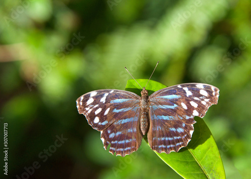 Myscelia ethusa, the Mexican bluewing or blue wing, is a species of butterfly of the family Nymphalidae. Sitting on a green leaf with wings fully extended in pristine condition. photo