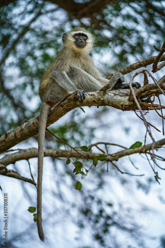vervet monkey in kruger national park, mpumalanga, south africa 123