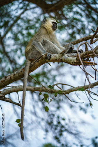 vervet monkey in kruger national park, mpumalanga, south africa 124