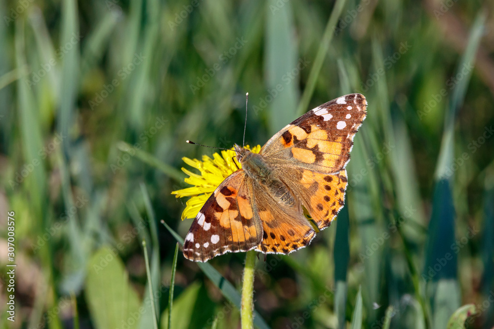 Vanessa cardui painted lady cosmopolitan butterfly sitting on dandelion flower. Cute common bright insect in wildlife. Vanessa cardui painted lady cosmopolitan butterfly sitting on dandelion flower. Cute common bright insect in wildlife.
