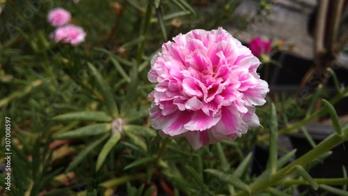 pink flowers with defocus background