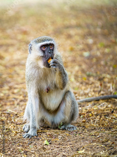 vervet monkey in kruger national park, mpumalanga, south africa 62
