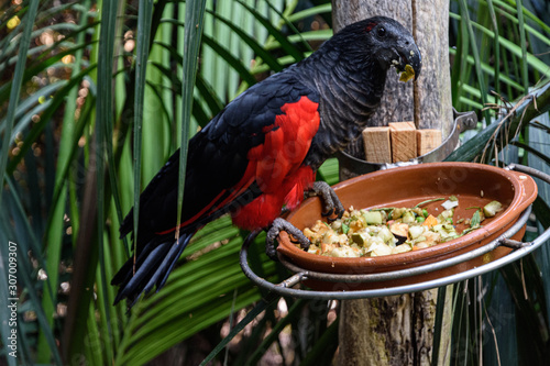 Black parrot with the food.