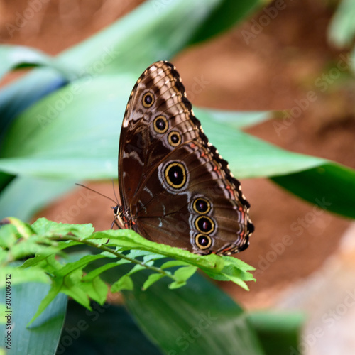Blue butterfly on the leaves.
