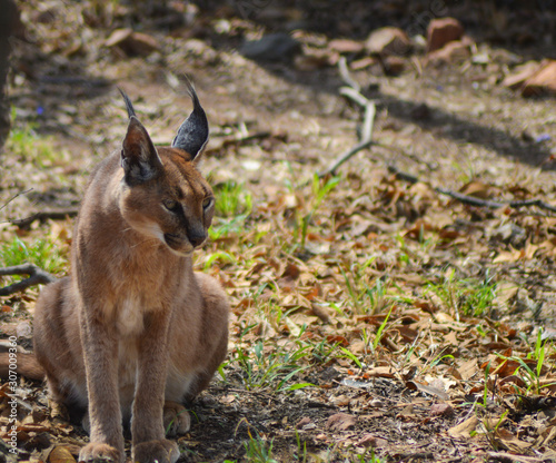 Photography Caracal also know as African golden Cat