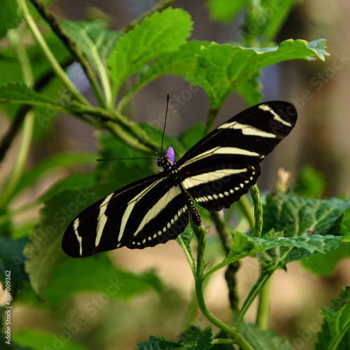Butterfly on green leaves.