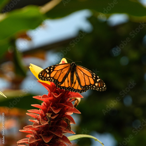 Orange butterfly on a red flower.