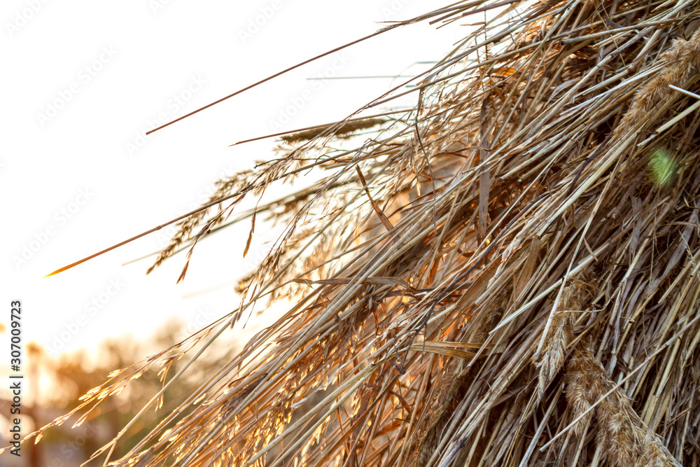 mown hay and straw closeup background mown hay and straw closeup background