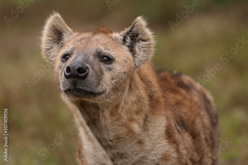 Nieuwsgierige hyena