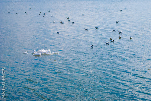 A flock of seagulls on the water on a clear winter day