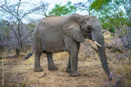 elephant in kruger national park  mpumalanga  south africa 31