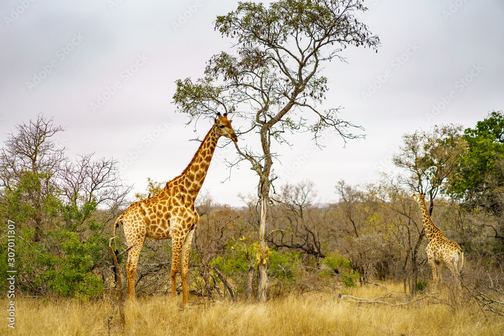 Fototapeta premium giraffes in kruger national park, mpumalanga, south africa 11