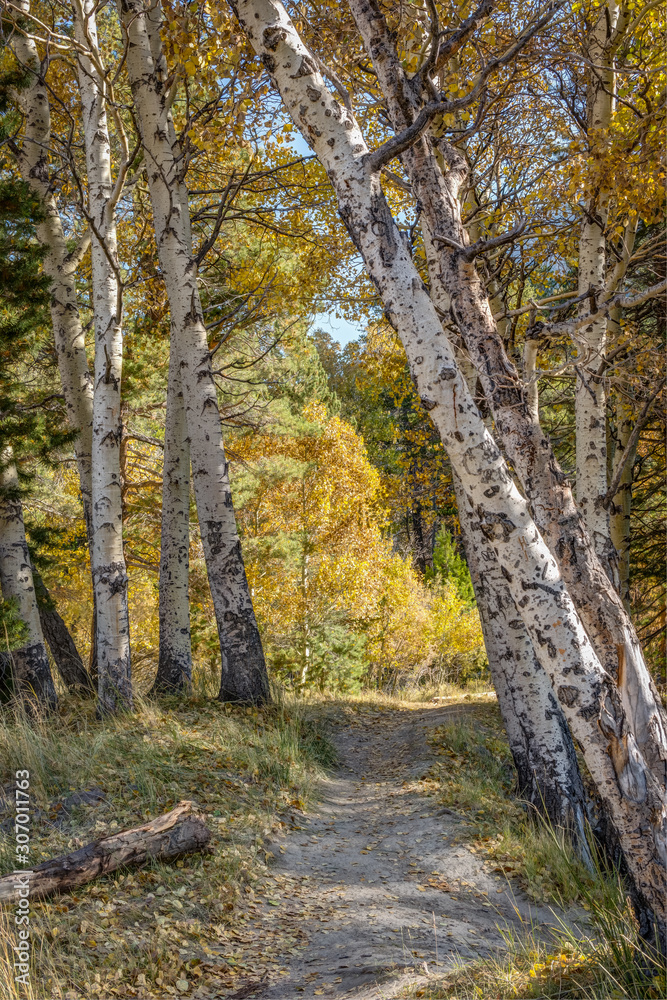 Fototapeta premium Beautiful Eastern Sierra’s from June Lake to Lake Tahoe