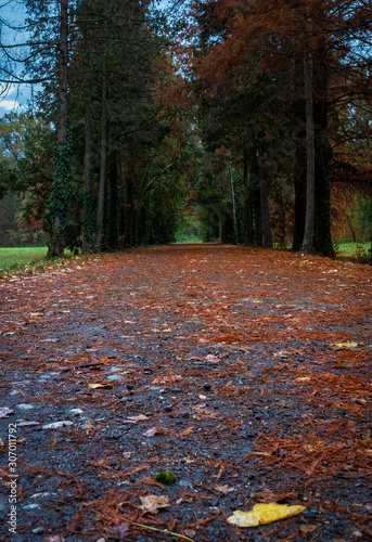 Pathway through the forest in fall season