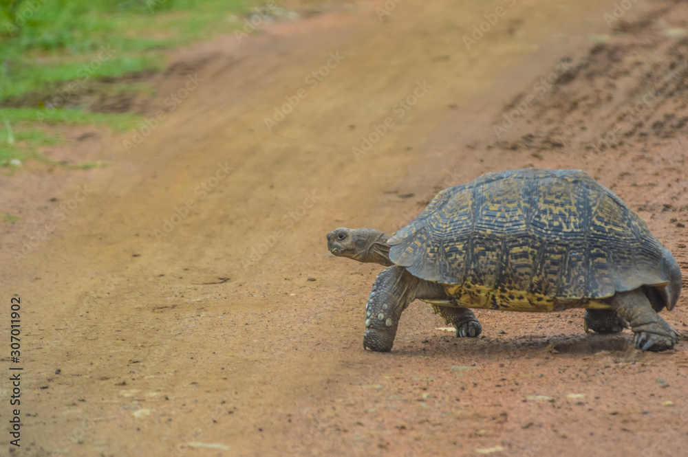 Fototapeta premium Cute small Leopard Tortoise crawling on dirt road in a game reserve in South Africa