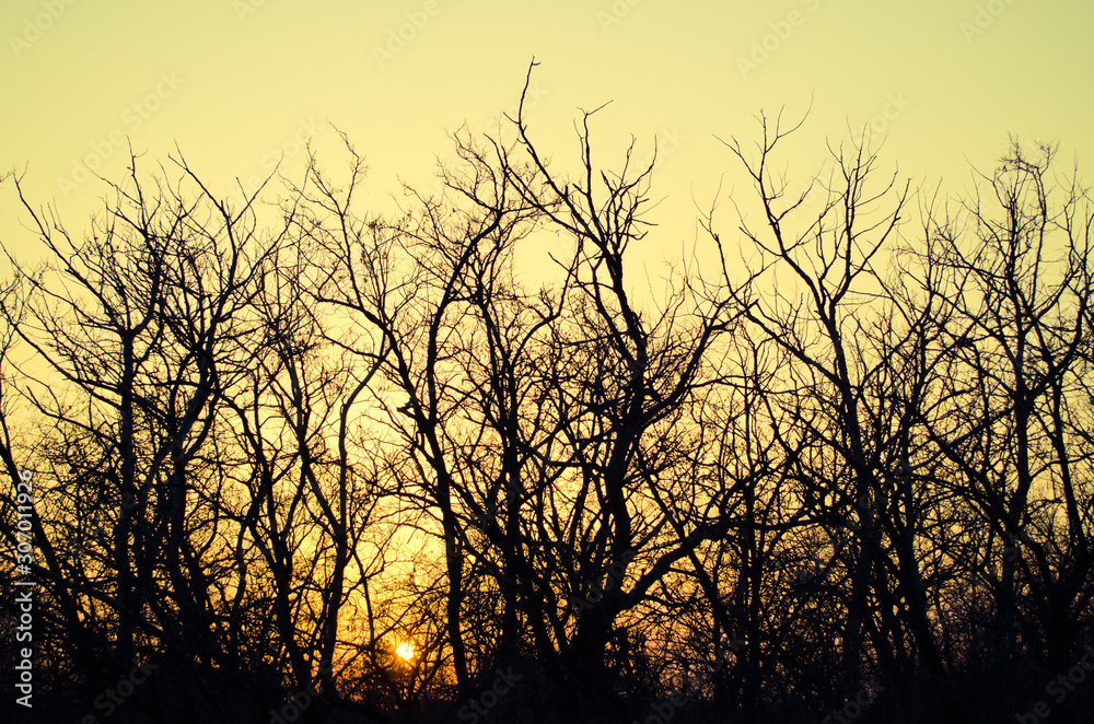 Trees silhouettes against sunset background Trees silhouettes against sunset background