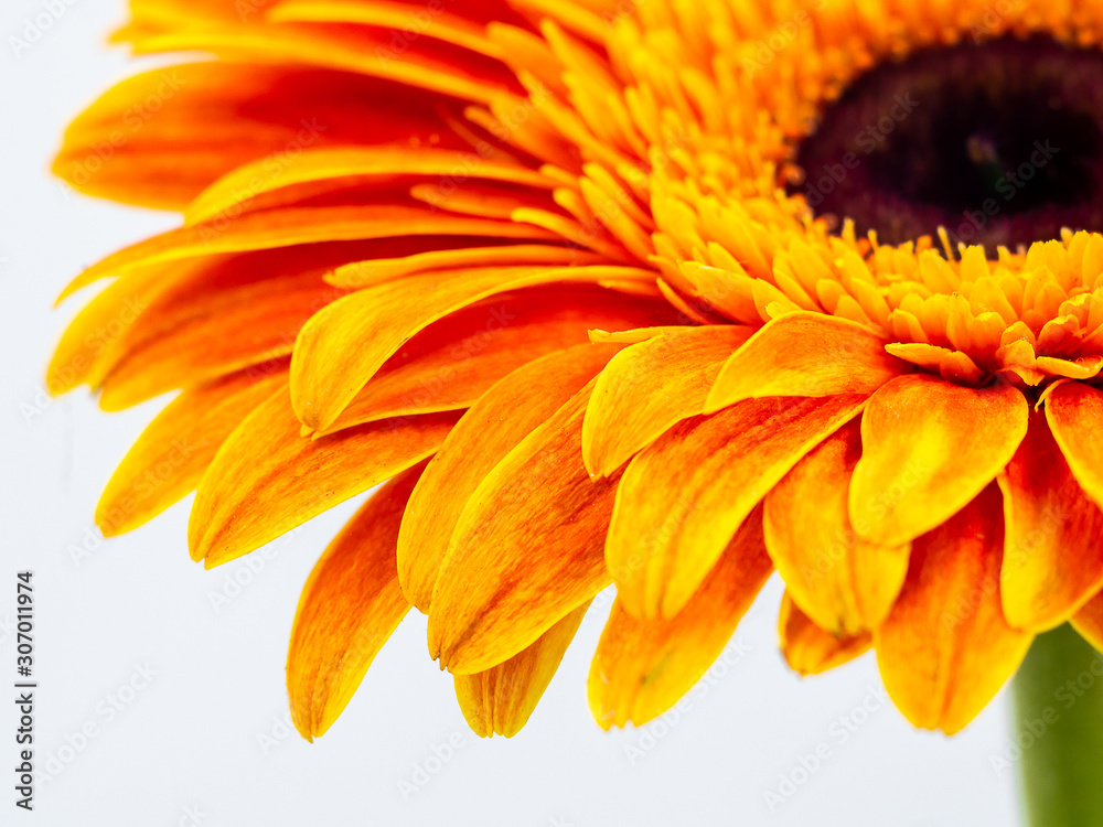 Fototapeta premium beautiful orange gerbera daisy flower isolated close up