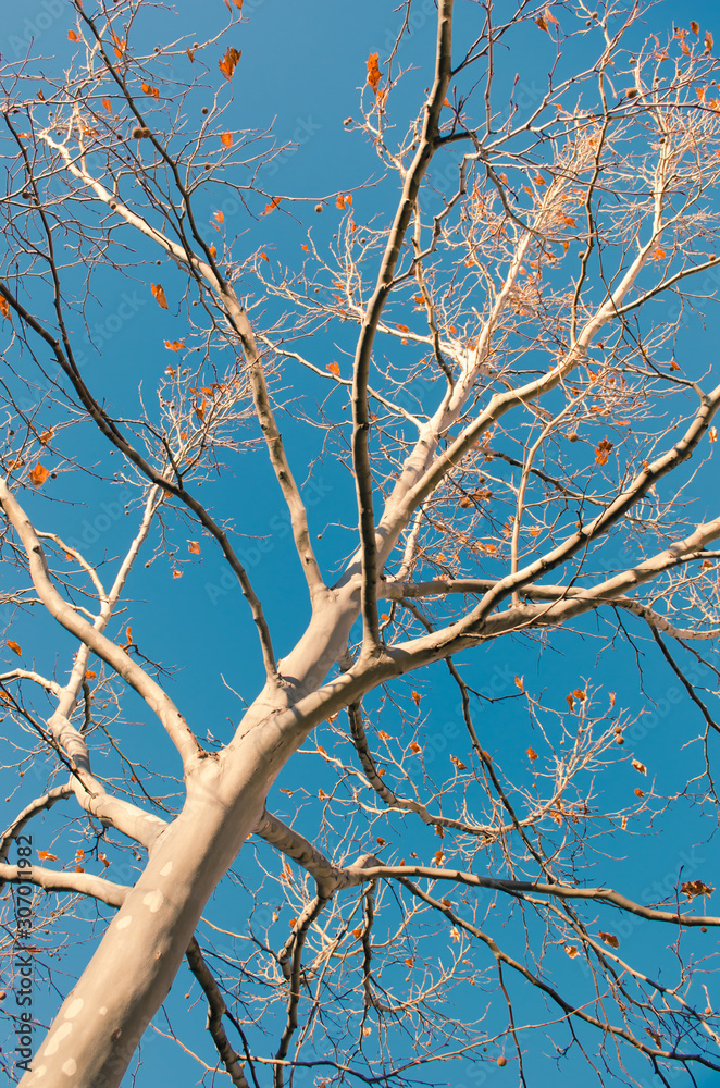 Bare tree branches against the blue sky background Bare tree branches against the blue sky background