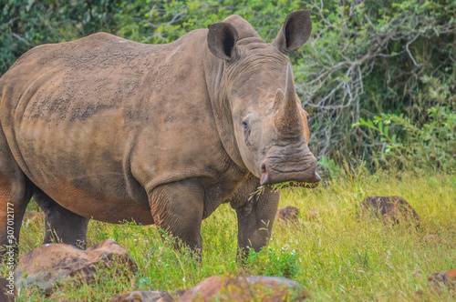 Male bull Cute White Rhino or Rhinoceros in a game reserve in So