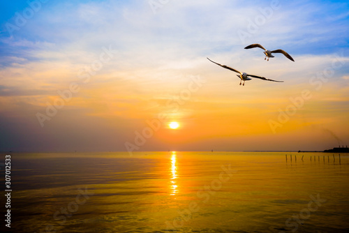 Fotomurale Pair of seagulls in yellow, orange, blue sky at sunrise, Animal in beautiful nat