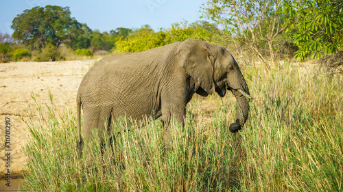 elephant in kruger national park  mpumalanga  south africa 23