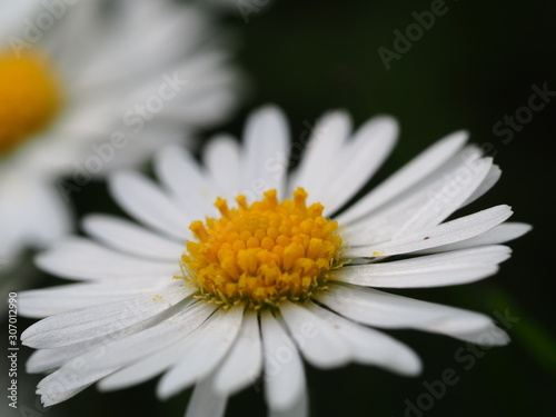 closeup of a daisy