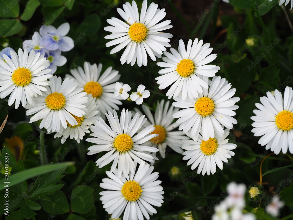 field of daisies field of daisies