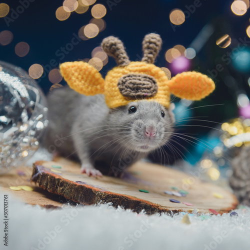 A festive portrait of the domesticated rat with Christmas lights, Christmas decorations, pine cones and snow.