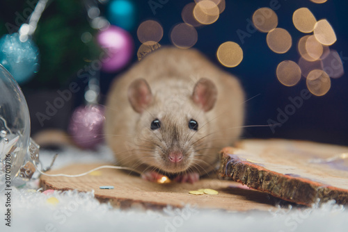 A festive portrait of the domesticated rat with Christmas lights, Christmas decorations, pine cones and snow.