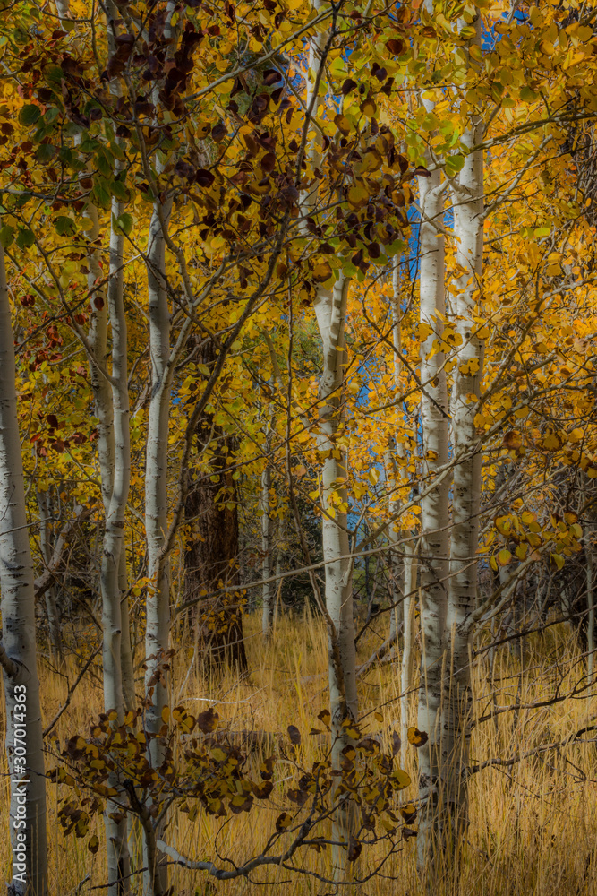 Beautiful Eastern Sierra’s from June Lake to Lake Tahoe