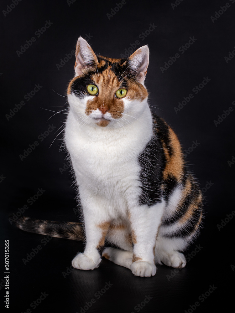 Sitting domestic tortoiseshell cat  with white, black and red, looking straight at the camera, isolated on black background