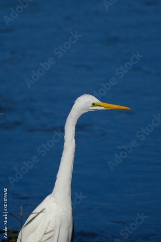 egret in forest