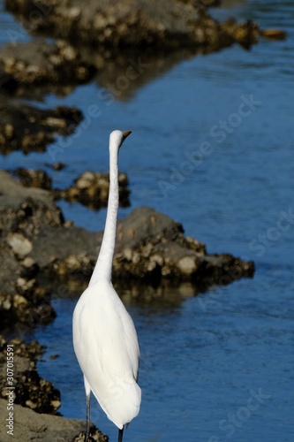 egret in forest