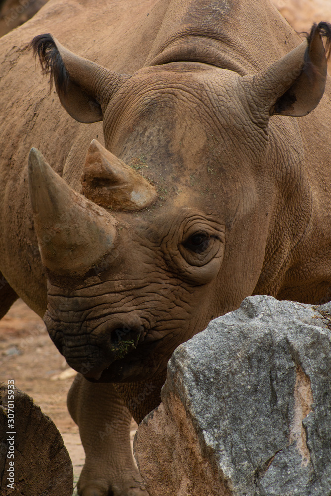 Obraz premium white rhinoceros in zoo